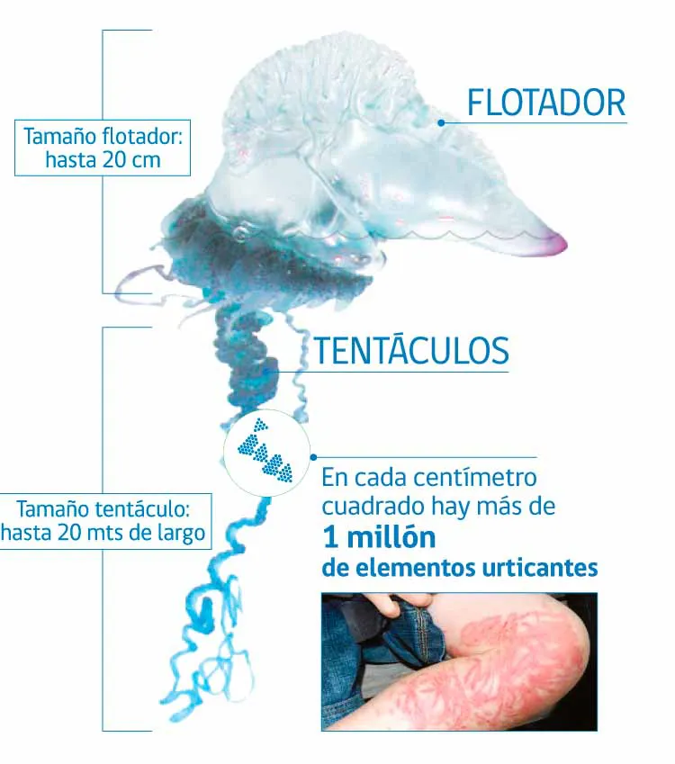 cavancha_cerrada_para_bano_presencia_fragata_portuguesa