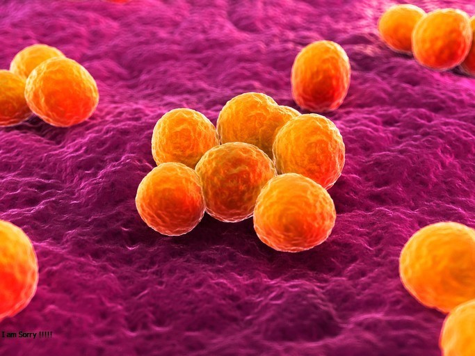 Bacteria